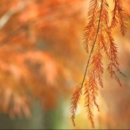 IMG_4788