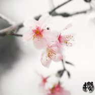 IMG_6064